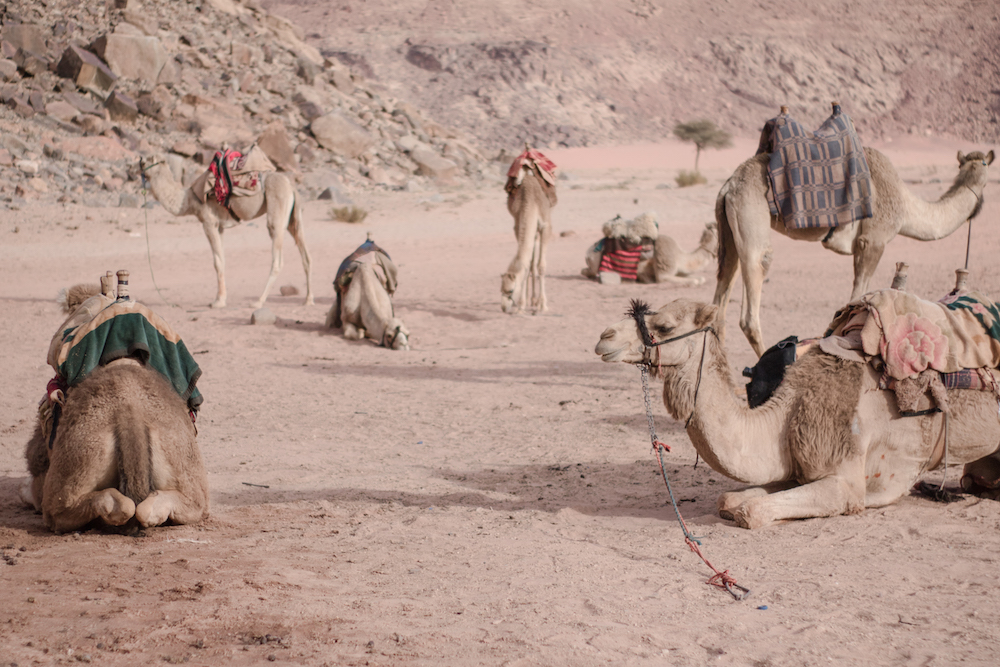 Wadi Rum Camels